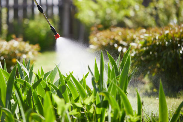24/7 Emergency Wasp Removal experts in Dolton, IL