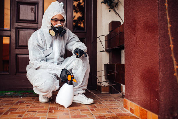 Reliable Wasp Removal contractor in Dolton, IL by Show Me Pest Control
